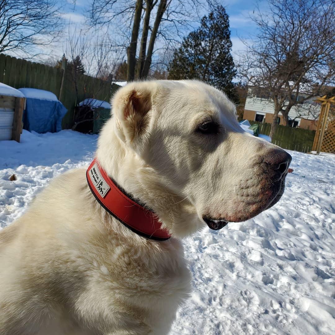BESTIA DOG SPORT COLLAR RED - Image 5