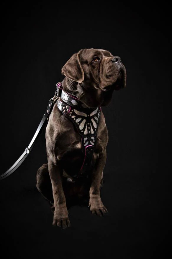 The ''Ariel'' harness - Image 3