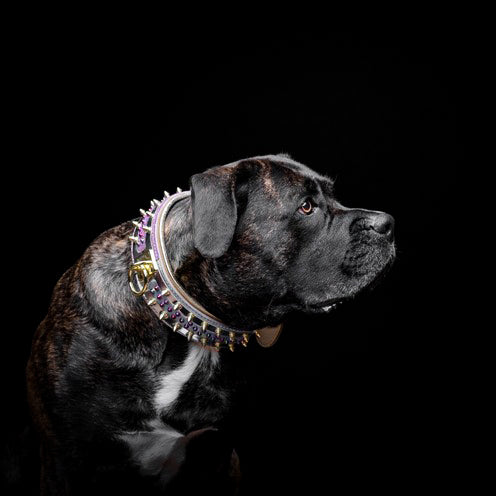 The Candy Dog Collar - Image 5