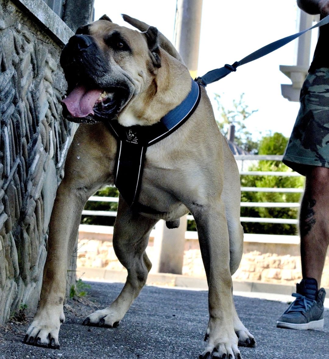 BESTIA DOG SPORT GripPro Heavy Duty Harness - Image 7